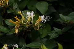 Lonicera japonica